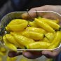 15 Pcs Chilli Peruvian Lemon Yellow Hot Pepper Seeds