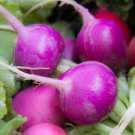 100 Pcs Radish Purple Plum Mini Vegetable Seeds