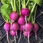 100 Pcs Radish Purple Plum Mini Vegetable Seeds