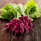 150 Pcs Radish Violet Round Vegetable Seeds 150 Pcs Radish Violet Round Vegetable Seeds