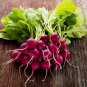 150 Pcs Radish Violet Round Vegetable Seeds