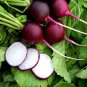 150 Pcs Radish Violet Round Vegetable Seeds