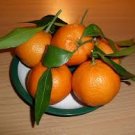 20 Pcs Orange Mandarin Citrus Fruit Seeds