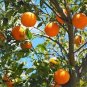 20 Pcs Orange Mandarin Citrus Fruit Seeds