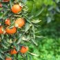 20 Pcs Orange Mandarin Citrus Fruit Seeds