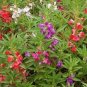 20 Pcs Impatiens Mixed Rosebud Blooms Flower Seeds