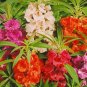 20 Pcs Impatiens Mixed Rosebud Blooms Flower Seeds