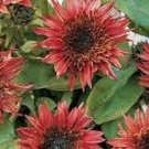 Sunflower 'Double Dandy' Seeds, professional pack Sunflower 'Double Dandy' Seeds, professional pack