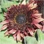 Sunflower 'Double Dandy' Seeds, professional pack