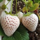 20 Pcs Strawberry Cream White Sweet Fruit Seeds 20 Pcs Strawberry Cream White Sweet Fruit Seeds