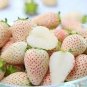 20 Pcs Strawberry Cream White Sweet Fruit Seeds