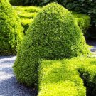 50 Pcs Wintergreen Boxwood Heirloom Perennial Ornamental Shrubs Seeds