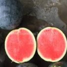 22 Pcs Watermelom Black Skin Fresh Red Inside Big Melon Seeds 22 Pcs Watermelom Black Skin Fresh Red Inside Big Melon Seeds