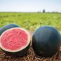 22 Pcs Watermelom Black Skin Fresh Red Inside Big Melon Seeds