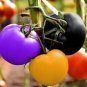 100 Pcs Rainbow Tomato hybrid yellow purple black pink red giant vegetables