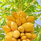 6 Pcs Yellow Papaya Yellow Skin Organic Fruit Seeds 6 Pcs Yellow Papaya Yellow Skin Organic Fruit Seeds