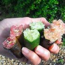 20 Pcs Mixed Finger Lime Green Red Pink Fruit Seeds 20 Pcs Mixed Finger Lime Green Red Pink Fruit Seeds