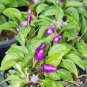 25 Pcs Pod Pepper Dark Purple Chile Vegetables Seeds