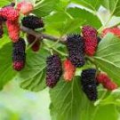 50 Pcs Big Long Mulberry Fruit Tree