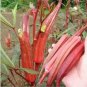 10 Pcs Red Burgundy Okra Herb Seeds