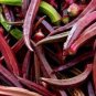 10 Pcs Red Burgundy Okra Herb Seeds