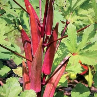 10 Pcs Red Burgundy Okra Herb organic tasty vegetables