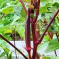 10 Pcs Red Burgundy Okra Herb organic tasty vegetables