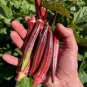 10 Pcs Red Burgundy Okra Herb organic tasty vegetables