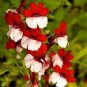 30 Pcs Nemesia Strumosa Danish Flag Flower Seeds