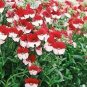 30 Pcs Nemesia Strumosa Danish Flag Flower Seeds