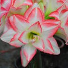 100 Pcs Water Pink & White Hippeastrum Amaryllis Flower Seeds 100 Pcs Water Pink & White Hippeastrum Amaryllis Flower Seeds