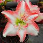 100 Pcs Water Pink & White Hippeastrum Amaryllis Flower Seeds