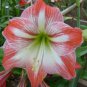 100 Pcs Water Pink & White Hippeastrum Amaryllis Flower Seeds