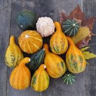 10 Pcs Mixed Gourds Ornamental Pumpkin