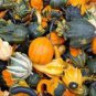 10 Pcs Mixed Gourds Ornamental Pumpkin