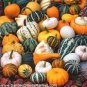 10 Pcs Mixed Gourds Ornamental Pumpkin