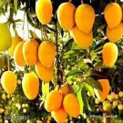 20 Pcs Mango-like Yellow Middle Bonsai Fruits 20 Pcs Mango-like Yellow Middle Bonsai Fruits
