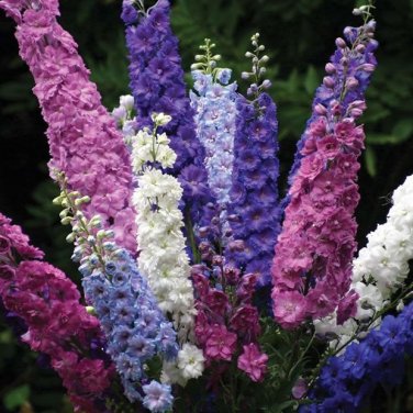 100 Pcs Different Types of Delphinium Perennial Flowers