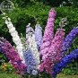 100 Pcs Different Types of Delphinium Perennial Flowers