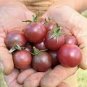 100 Pcs Rosella Cherry Tomato Seeds