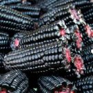 10 Pcs Giant Peruvian Purple Maize Corn Seeds