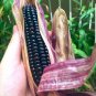 10 Pcs Giant Peruvian Purple Maize Corn Seeds