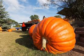 5 Pcs Atlanta Giant Pumpkin Seeds