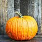 5 Pcs Atlanta Giant Pumpkin Seeds