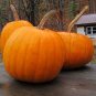 5 Pcs Atlanta Giant Pumpkin Seeds