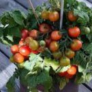 100 Pcs 'Tomato New Family' Red Yellow Green Small Tomato Seeds