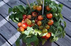 100 Pcs 'Tomato New Family' Red Yellow Green Small Tomato Seeds