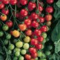 100 Pcs 'Tomato New Family' Red Yellow Green Small Tomato Seeds