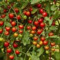 100 Pcs 'Tomato New Family' Red Yellow Green Small Tomato Seeds