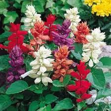 30 Pcs Clary Salvia Mixed (Red, Blue) Flower Seeds, professional pack